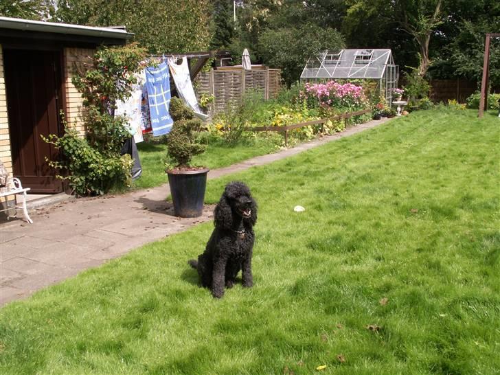 Pudelpointer Simba - er jeg ikk dejlig billede 1