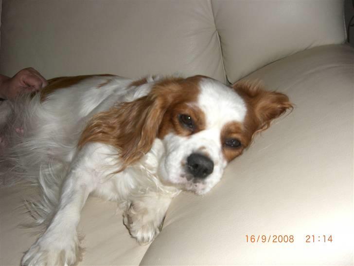 Cavalier king charles spaniel Lady DØD DEN 29 SEP 2011. - Lady den skønne tæve hendes bedste plads er og blir i SOFAEN !! billede 1