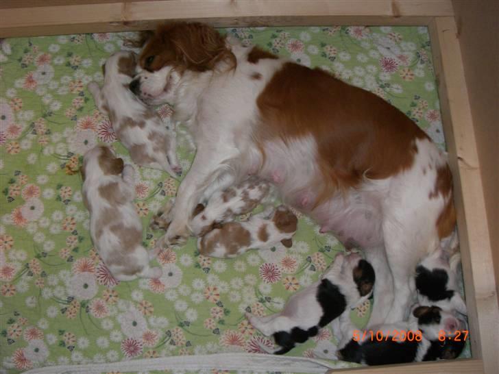 Cavalier king charles spaniel Lady DØD DEN 29 SEP 2011. billede 2