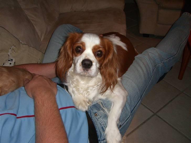 Cavalier king charles spaniel Lady DØD DEN 29 SEP 2011. billede 3