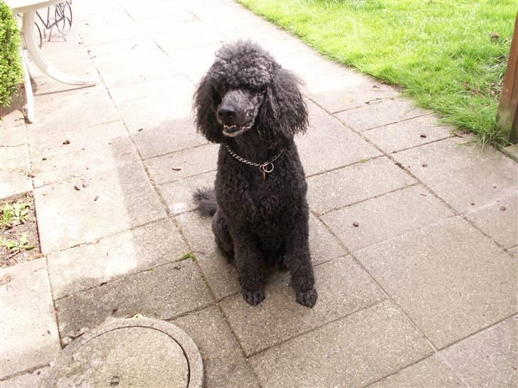 Pudelpointer Simba - skal vi ikk gå en tur billede 2