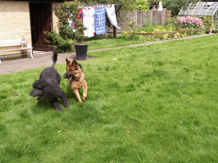 Pudelpointer Simba - Jeg kommer først!!!!!!!!!!!!!!!!!!!!!!!!!!!!! billede 3