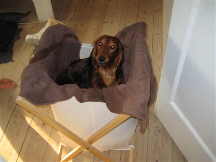 Dværggravhund Chico *3.11.05* - elsker at sove i vasketøjskurven..:) billede 14