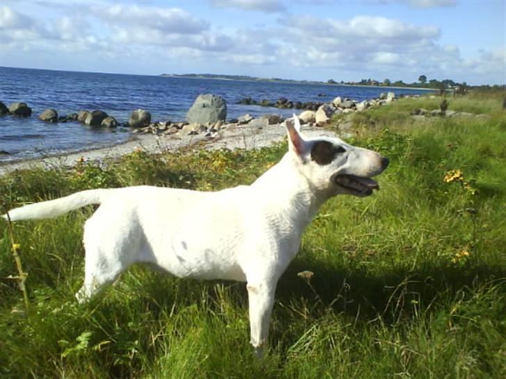 Bullterrier miniature Machon's Gogo Babe R.I.P  billede 1