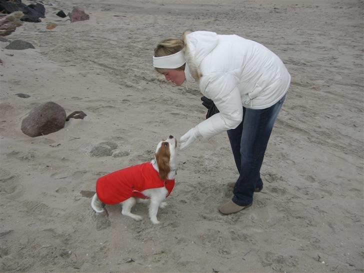 Cavalier king charles spaniel Lady DØD DEN 29 SEP 2011. billede 4
