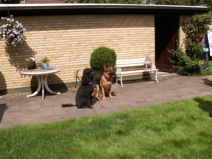 Pudelpointer Simba - her er mig og diana billede 4