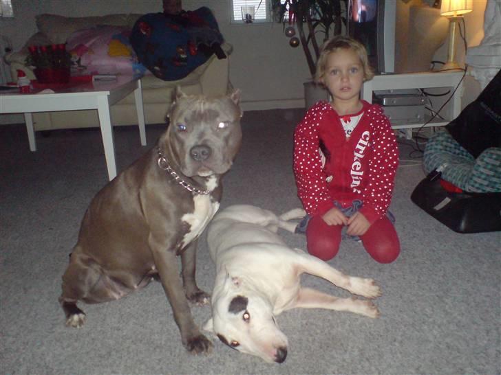 Bullterrier miniature Machon's Gogo Babe R.I.P  - Princess, Babe og Malou billede 2