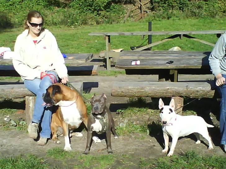 Bullterrier miniature Machon's Gogo Babe R.I.P  - Babe med sine venner Bastian og Princess billede 3