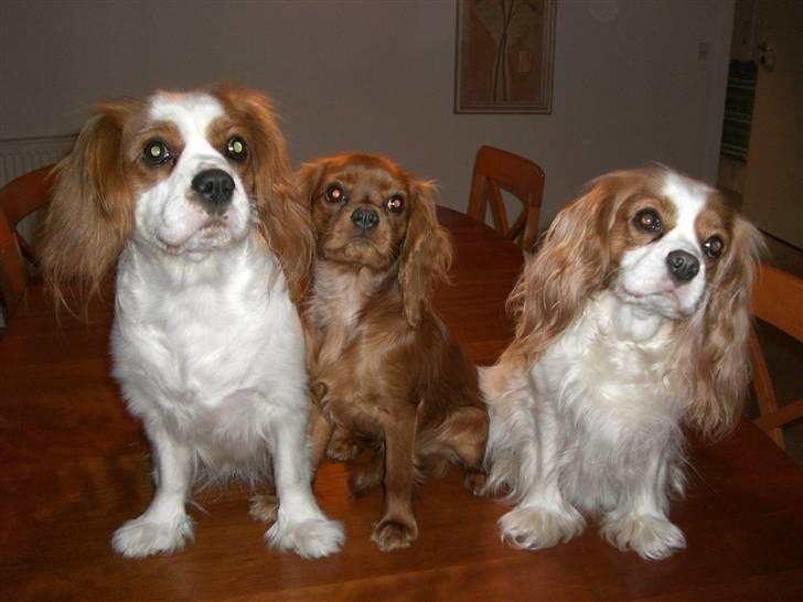 Cavalier king charles spaniel Lady DØD DEN 29 SEP 2011. billede 5