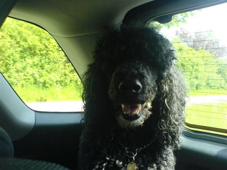 Pudelpointer Simba - så skal vi køre billede 5