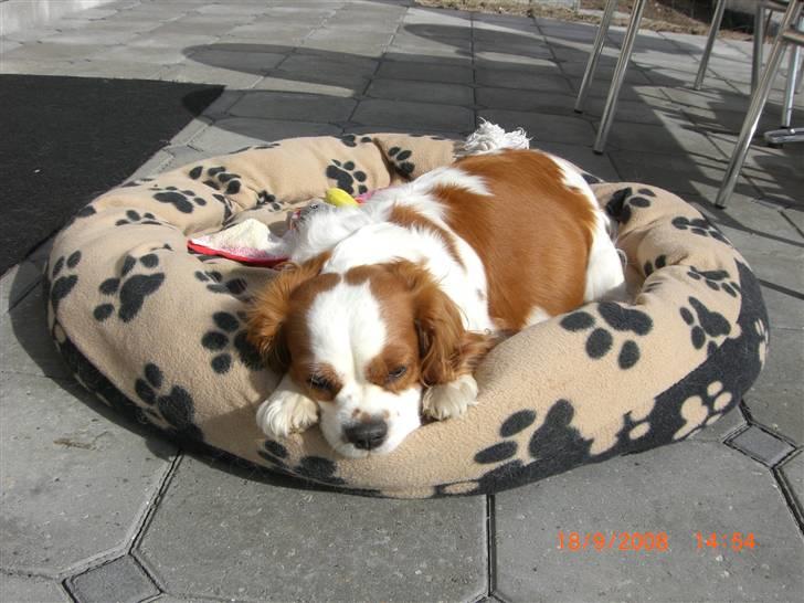 Cavalier king charles spaniel Lady DØD DEN 29 SEP 2011. billede 6
