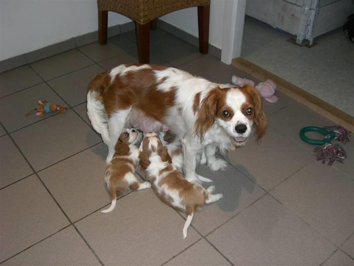 Cavalier king charles spaniel Lady DØD DEN 29 SEP 2011. billede 7