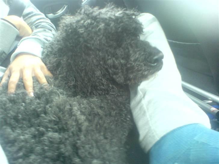 Pudelpointer Simba - nej hvor er jeg træt billede 6