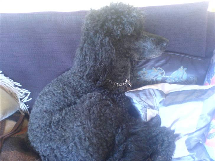 Pudelpointer Simba - skete der noget billede 7