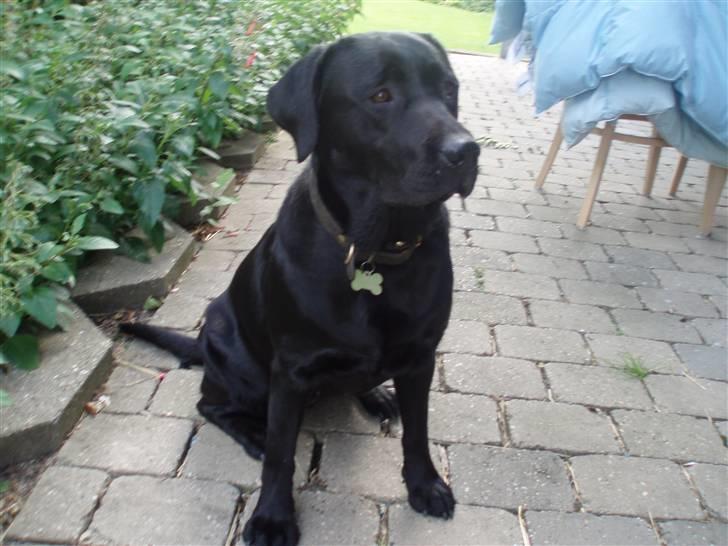Labrador retriever Donna - Er du snart færdig hva....? (: billede 11