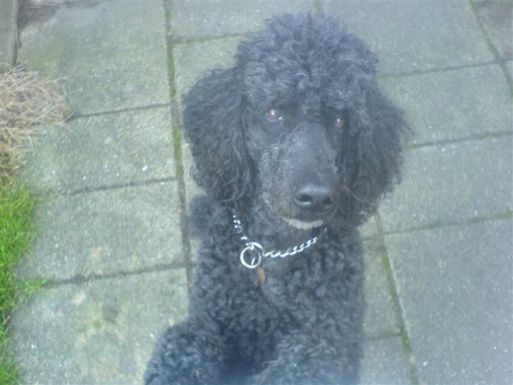 Pudelpointer Simba - må jeg få den...? billede 8