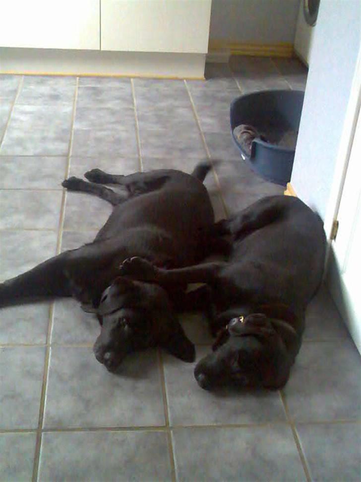 Labrador retriever Jaques *død* - De små muller ligger lige og putter :) billede 10