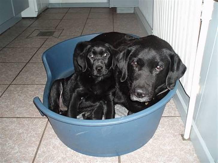 Labrador retriever Jaques *død* - Se lige de 2 små engle..:) billede 11
