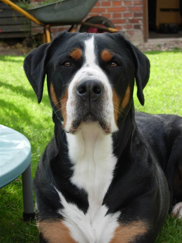 Grosser schweizer sennenhund Zoya billede 1