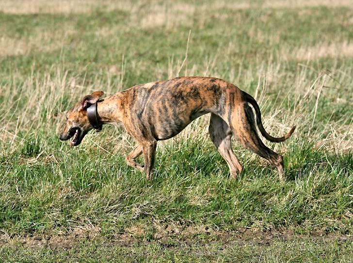 Whippet Luci - Så fik de alligevel et billede af mig hvor jeg er alene :-) billede 8
