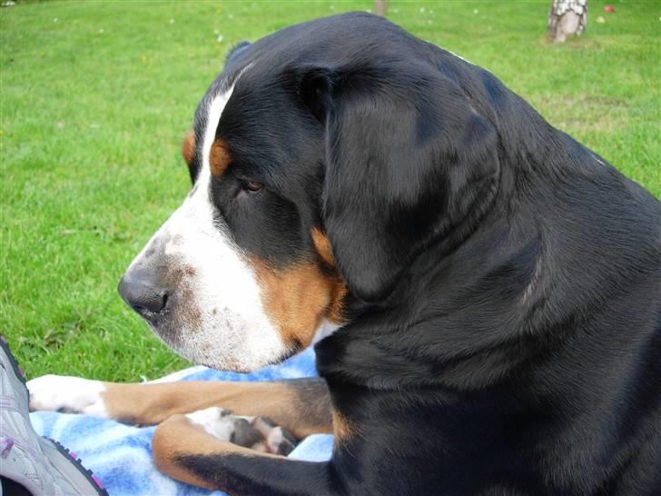 Grosser schweizer sennenhund Zoya billede 2