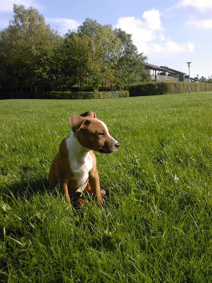 Staffordshire bull terrier Zamzam - Jeg er så lækker : ) billede 11