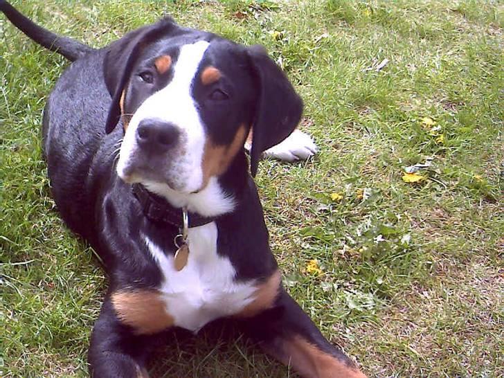 Grosser schweizer sennenhund Zoya billede 3