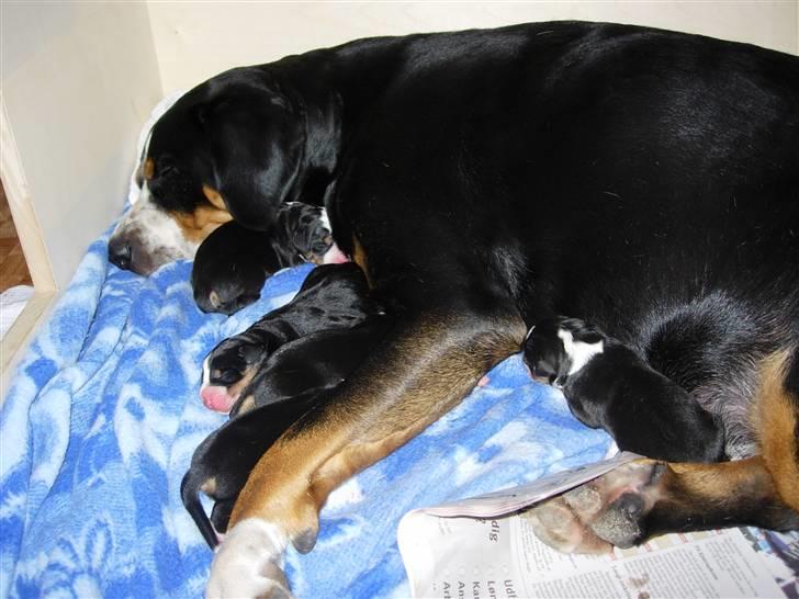 Grosser schweizer sennenhund Zoya billede 5