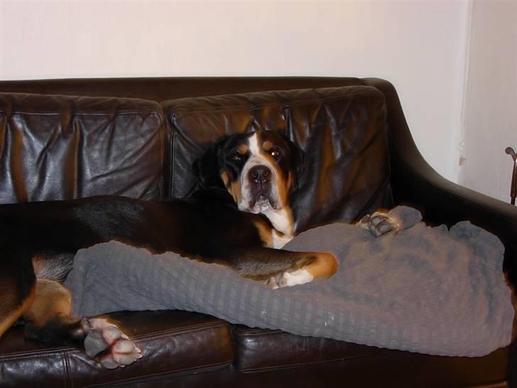 Grosser schweizer sennenhund Zoya billede 7