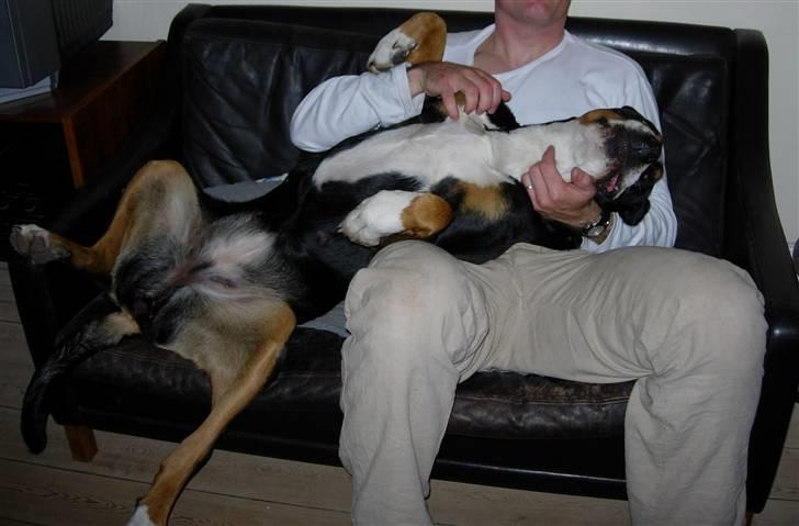 Grosser schweizer sennenhund Zoya billede 8