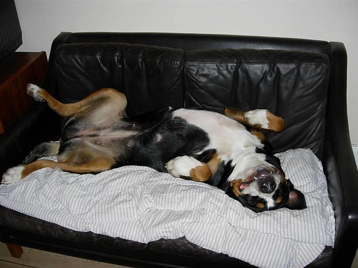 Grosser schweizer sennenhund Zoya billede 9