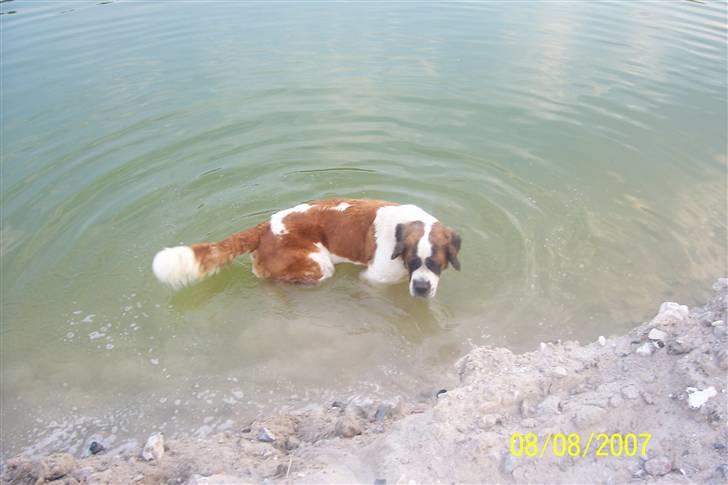 Sankt bernhardshund Lærke - Dejligt billede 9