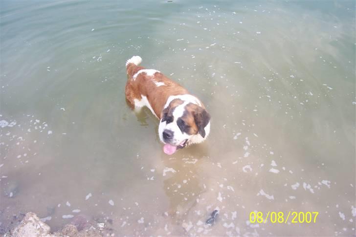 Sankt bernhardshund Lærke billede 10