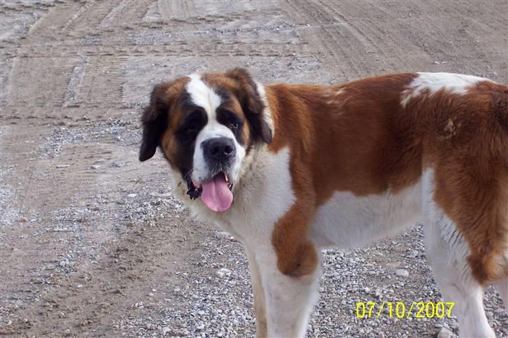 Sankt bernhardshund Lærke billede 11
