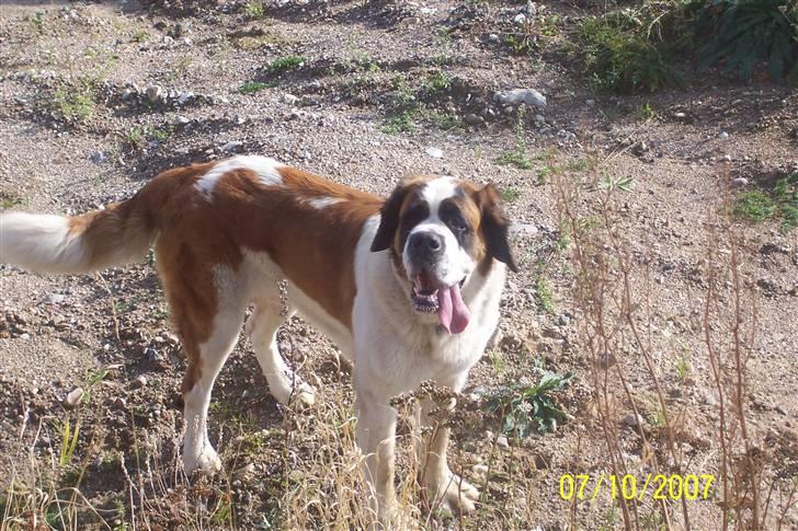 Sankt bernhardshund Lærke billede 12