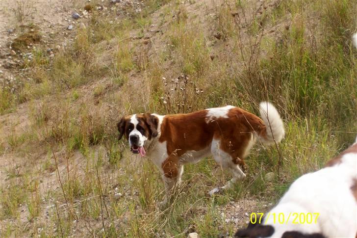 Sankt bernhardshund Lærke billede 13