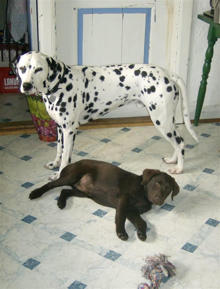 Dalmatiner Minalli's Noble Naval - Valle og Sally billede 13