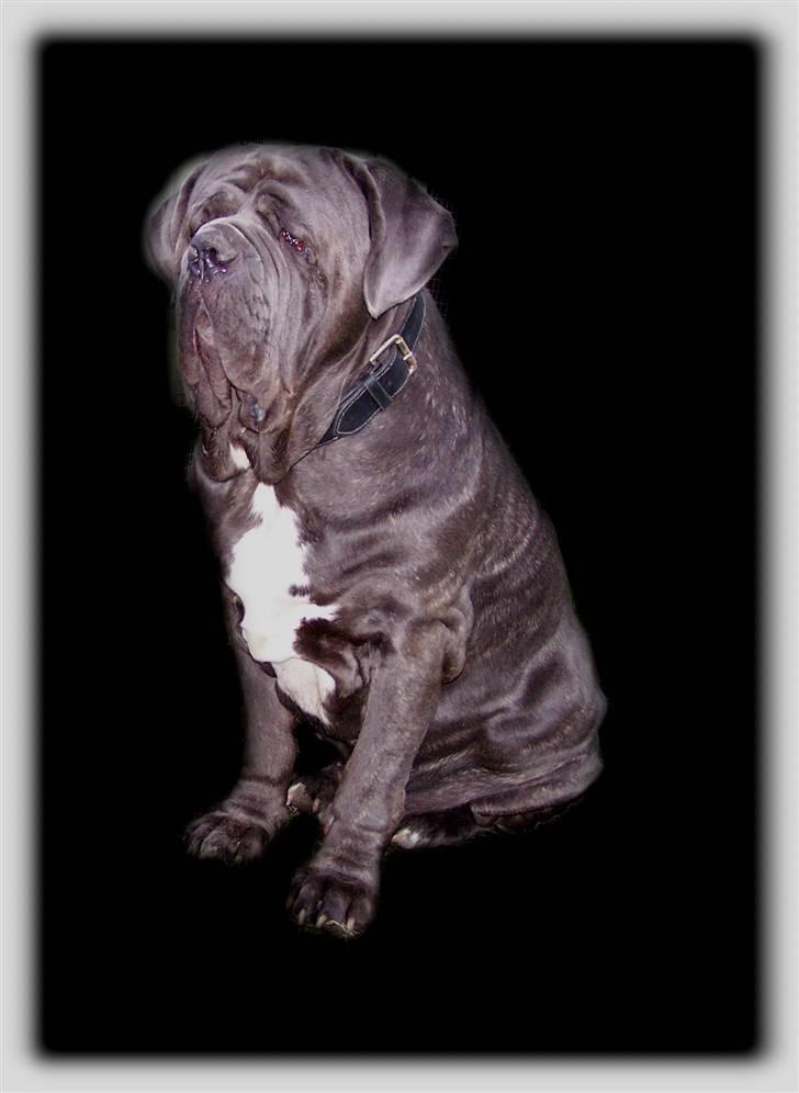 Mastino napoletano Falco - 21-10-07 billede 1