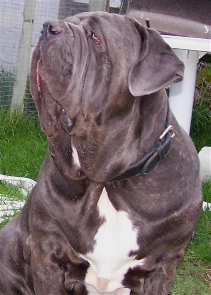 Mastino napoletano Falco - 21-10-07 billede 2