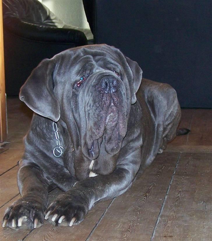 Mastino napoletano Falco - 17-10-08 billede 3