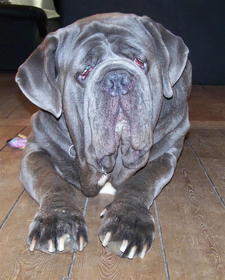 Mastino napoletano Falco - 17-10-08 billede 4