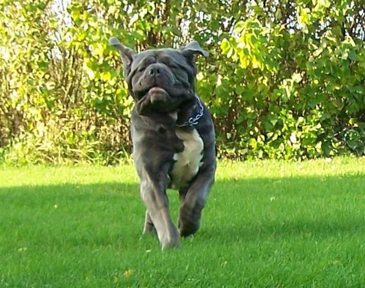 Mastino napoletano Falco - 17-10-08 billede 5