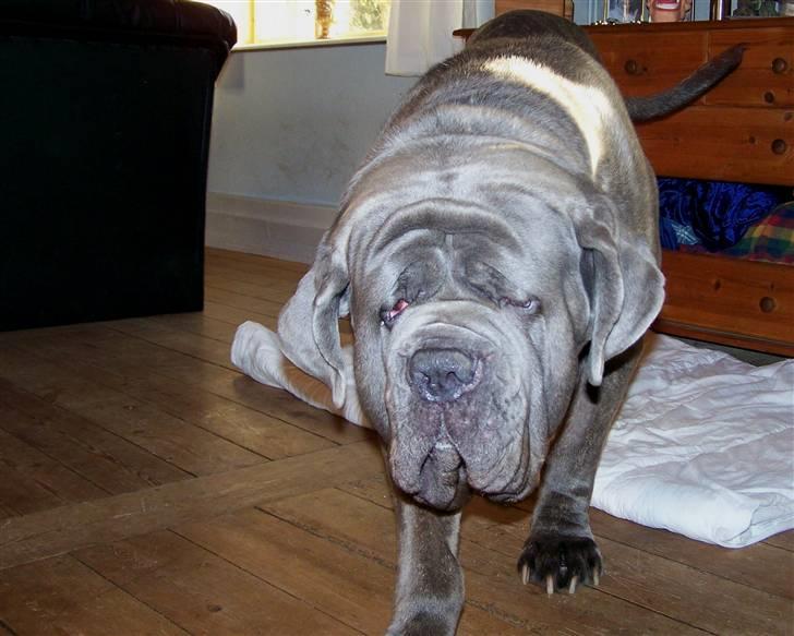 Mastino napoletano Falco - 17-10-08 billede 6