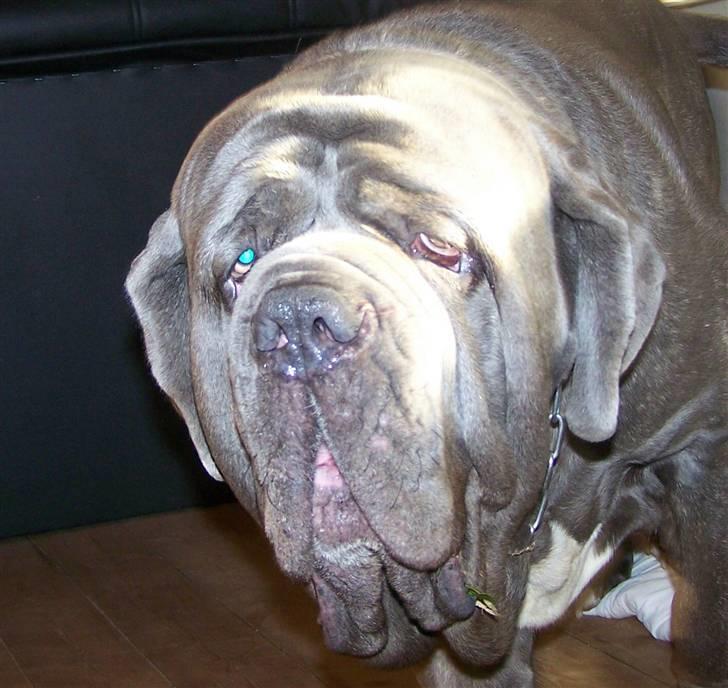 Mastino napoletano Falco - 17-10-08 billede 7