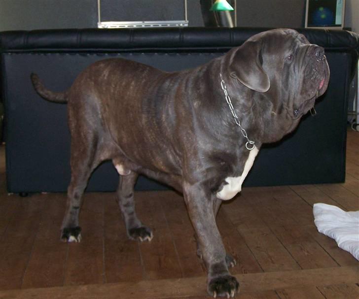 Mastino napoletano Falco - 17-10-08 billede 8