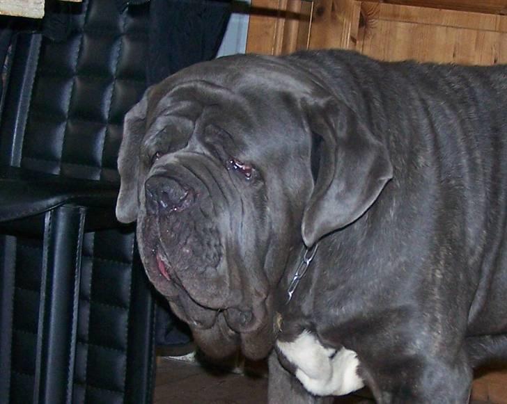 Mastino napoletano Falco - 17-10-08 billede 9