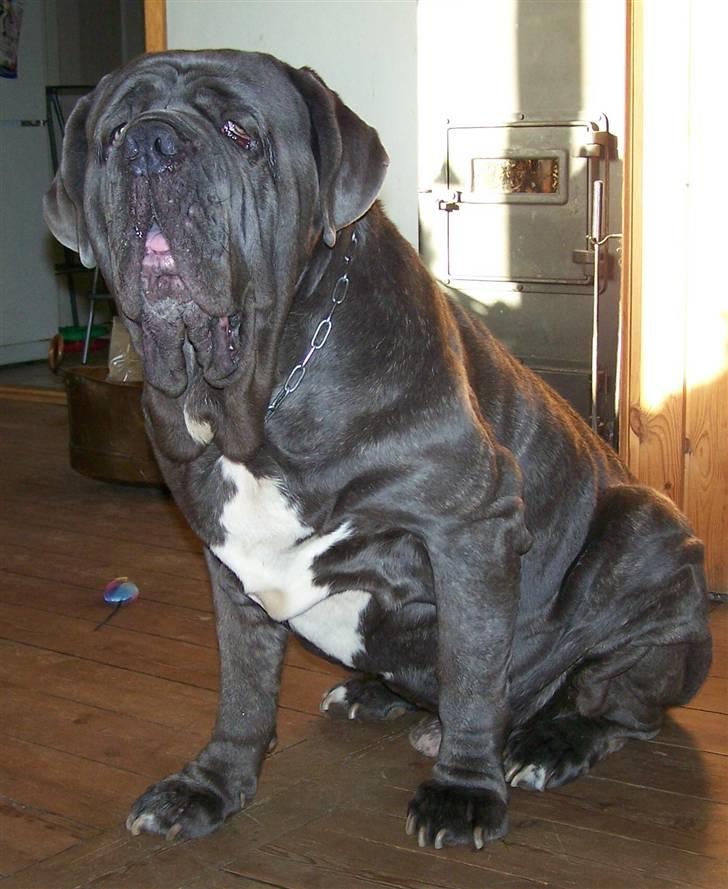 Mastino napoletano Falco - 17-10-08 billede 10