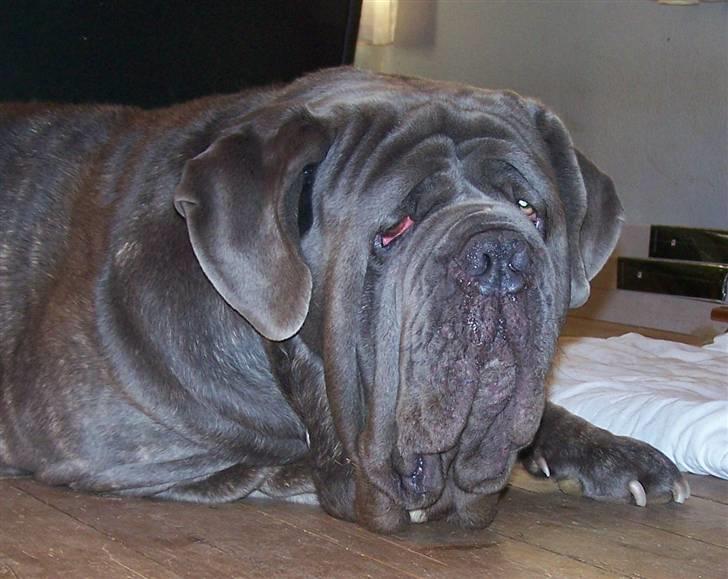 Mastino napoletano Falco - 17-10-08 billede 11