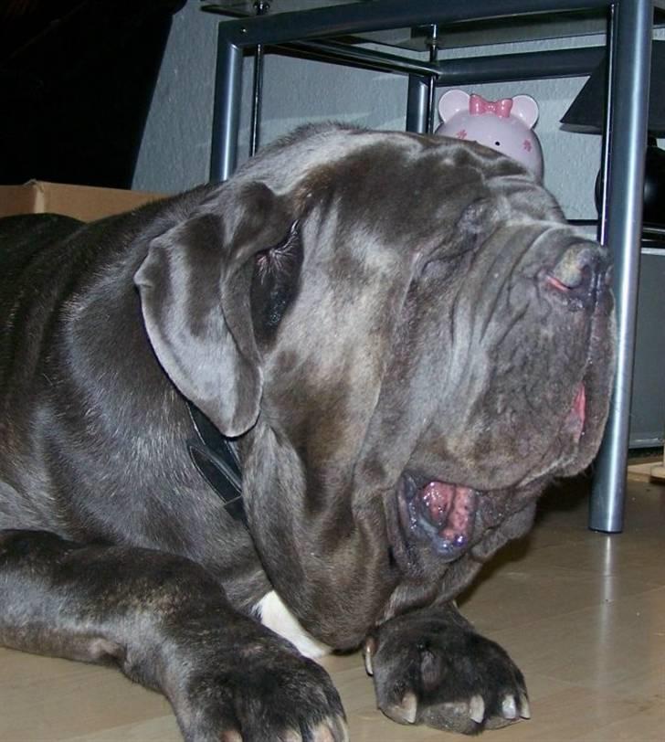 Mastino napoletano Falco billede 12