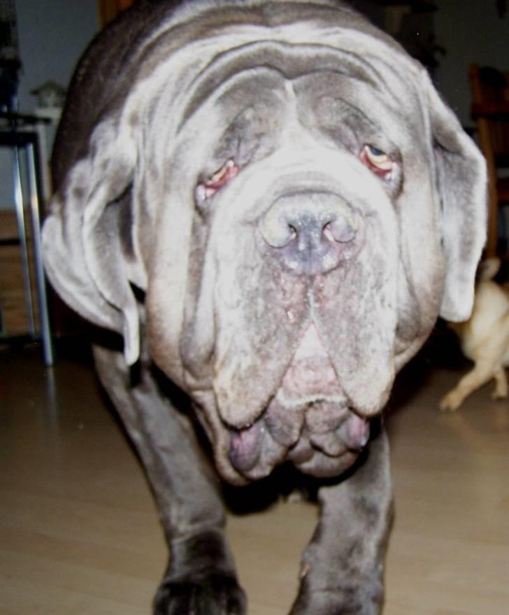 Mastino napoletano Falco billede 13